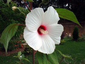 木槿花桌面壁纸