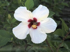 木槿花桌面壁纸