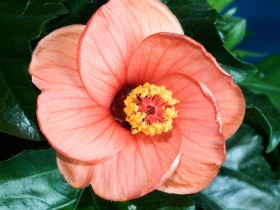 木槿花桌面壁纸