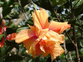 木槿花桌面壁纸