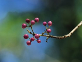 秋天的果实桌面壁纸