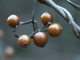 秋天的果实桌面壁纸