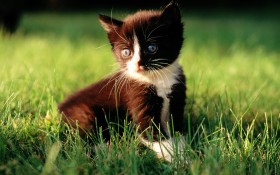 可爱猫咪桌面壁纸