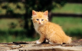 可爱猫咪桌面壁纸