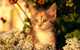 可爱猫咪桌面壁纸