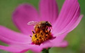 蜂花恋桌面壁纸