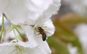 蜂花恋桌面壁纸