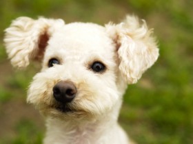 可爱迷你贵宾犬桌面壁纸