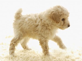 可爱迷你贵宾犬桌面壁纸
