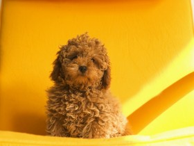 可爱迷你贵宾犬桌面壁纸
