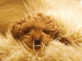 可爱迷你贵宾犬桌面壁纸