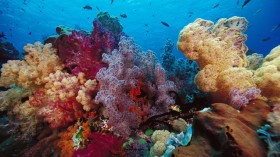 海底世界桌面壁纸