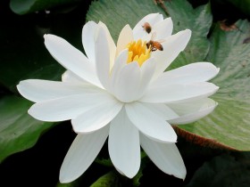 荷花桌面壁纸
