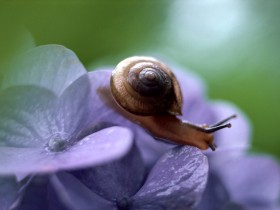恋花的昆虫桌面壁纸