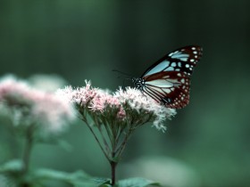 恋花的昆虫桌面壁纸