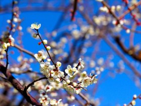 梅花桌面壁纸