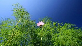 墨西哥波斯菊桌面壁纸