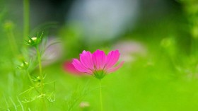 墨西哥波斯菊桌面壁纸