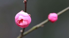 杭州灵峰探梅桌面壁纸