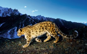 snow Leopard官方桌面壁纸