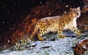 snow Leopard官方桌面壁纸