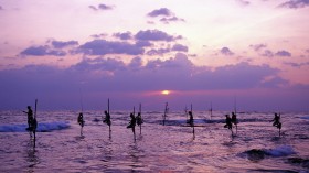 Webshots2011年3月精美动物桌面壁纸