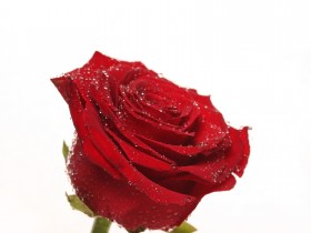 玫瑰花桌面壁纸