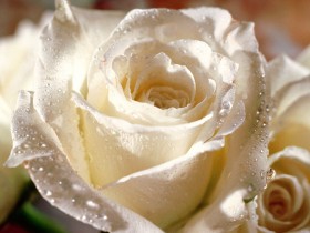 玫瑰花桌面壁纸