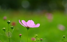 墨西哥大波斯菊桌面壁纸