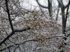 西湖雪景桌面壁纸