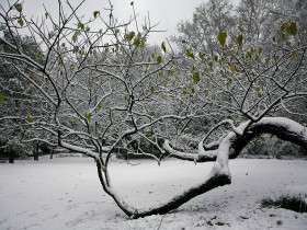 西湖雪景桌面壁纸