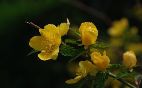 海棠花桌面壁纸
