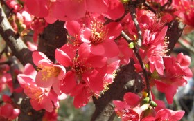 海棠花桌面壁纸