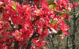 海棠花桌面壁纸