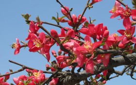 海棠花桌面壁纸