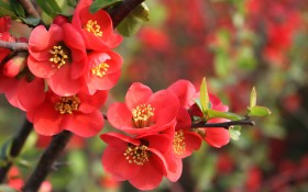 海棠花桌面壁纸