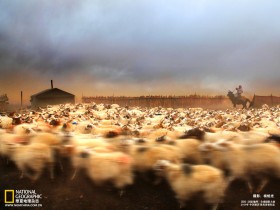 2010《国家地理》摄影大赛中国赛区作品桌面壁纸[动物篇]