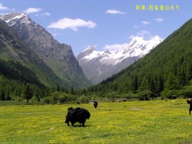 阿坝风光桌面壁纸