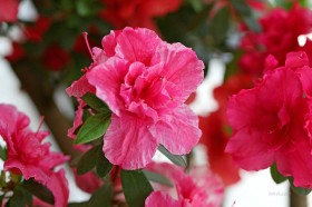 杜鹃花桌面壁纸