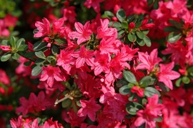 杜鹃花桌面壁纸