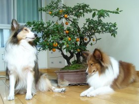 喜乐蒂牧羊犬桌面壁纸