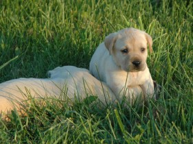 拉布拉多猎犬桌面壁纸
