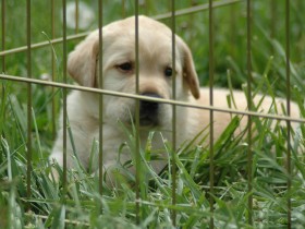 拉布拉多猎犬桌面壁纸