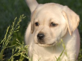 拉布拉多猎犬桌面壁纸