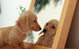 腊肠犬桌面壁纸