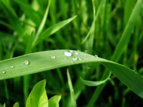 绿色植物桌面壁纸