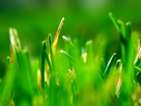 绿色植物桌面壁纸