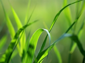 绿色植物桌面壁纸