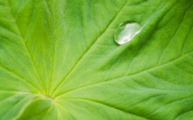 多彩的植物：微距下的树叶桌面壁纸