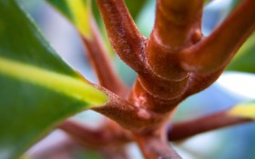 多彩的植物：微距下的树叶桌面壁纸